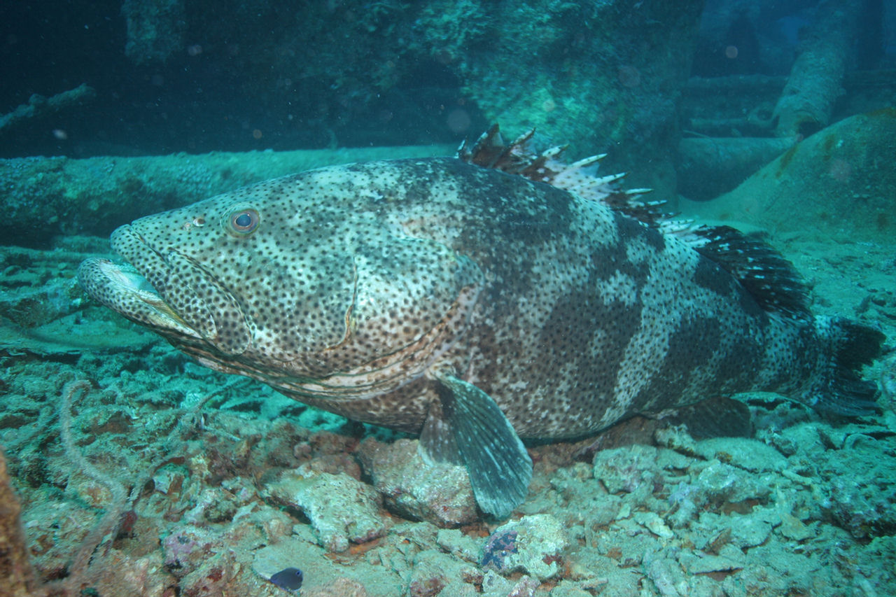 Epinephelus malabaricus (Cernia di Malabar)